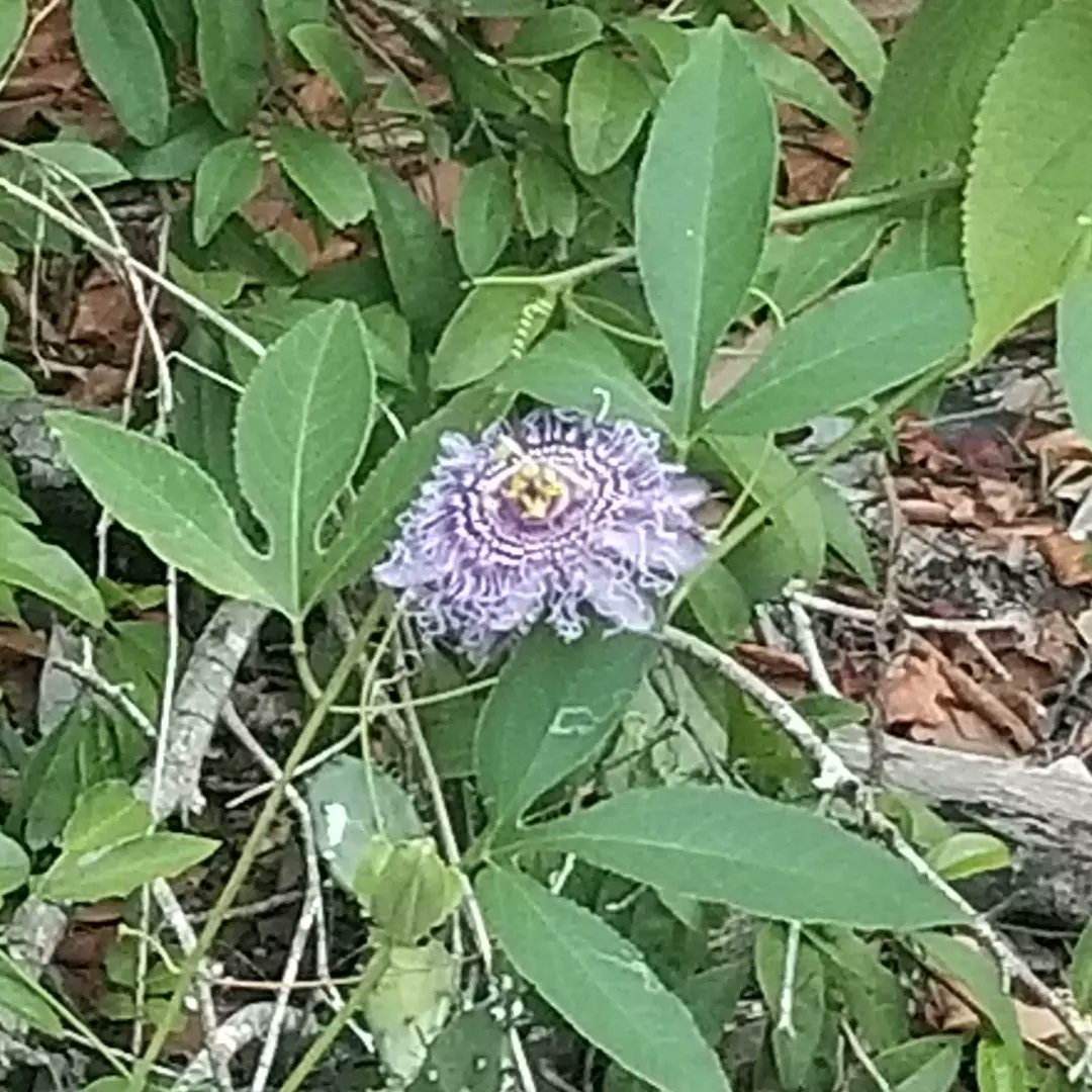 RhondaHendee's tweet image. Momma took me on a mobile pawtrol. We took ♻️ and then we went fur a dusk walk at #GDP #Dunedin and it was zom free. We saw these two new #wildflowers #ZSHQ @ZombieSquadHQ