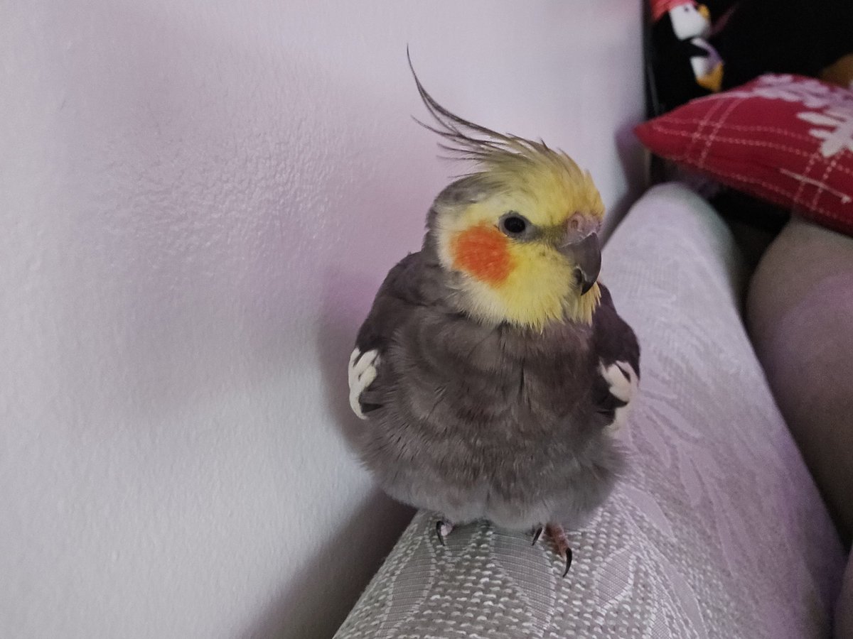 RooRootiel's tweet image. Happy Sunday frends!! Wish yuo all best! 💕