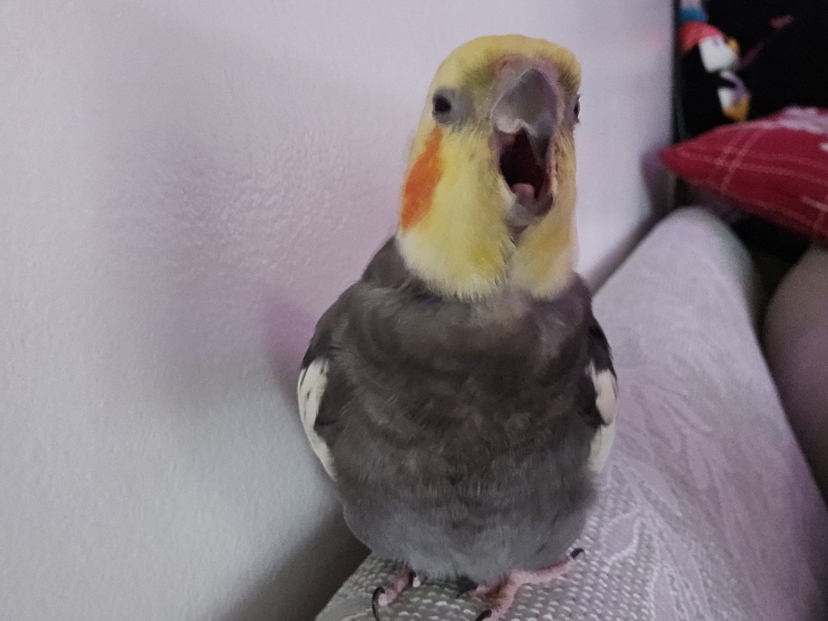 RooRootiel's tweet image. Happy Sunday frends!! Wish yuo all best! 💕