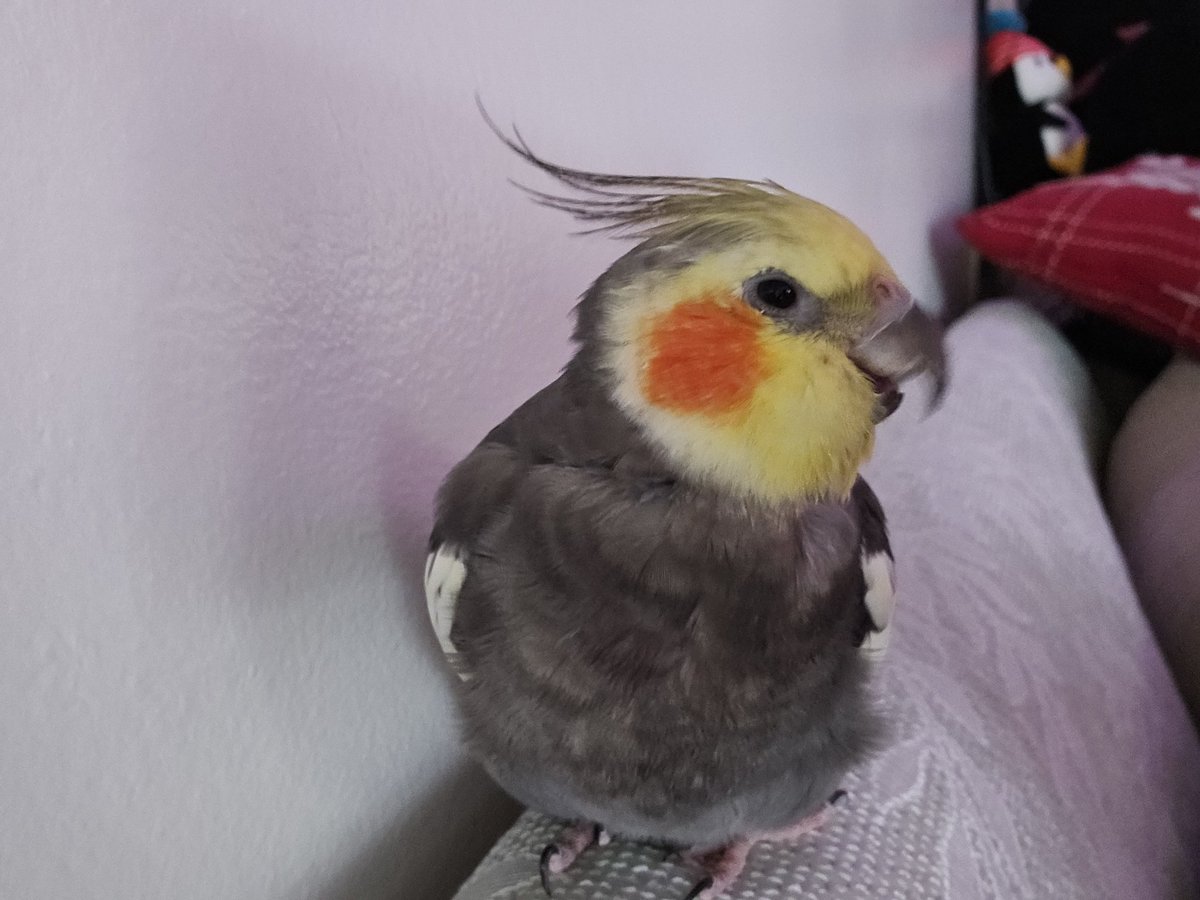 RooRootiel's tweet image. Happy Sunday frends!! Wish yuo all best! 💕