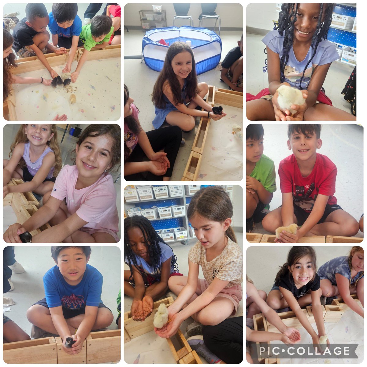 MrsDiVito1's tweet photo. We were so lucky over the last few weeks to be able to watch chick eggs in the warmer, try to look inside with a flashlight and then get to meet them once they hatched. Thanks to @KanyoMs for this awesome experience! @SMCDSB_SCH https://t.co/SDDg692o5z
