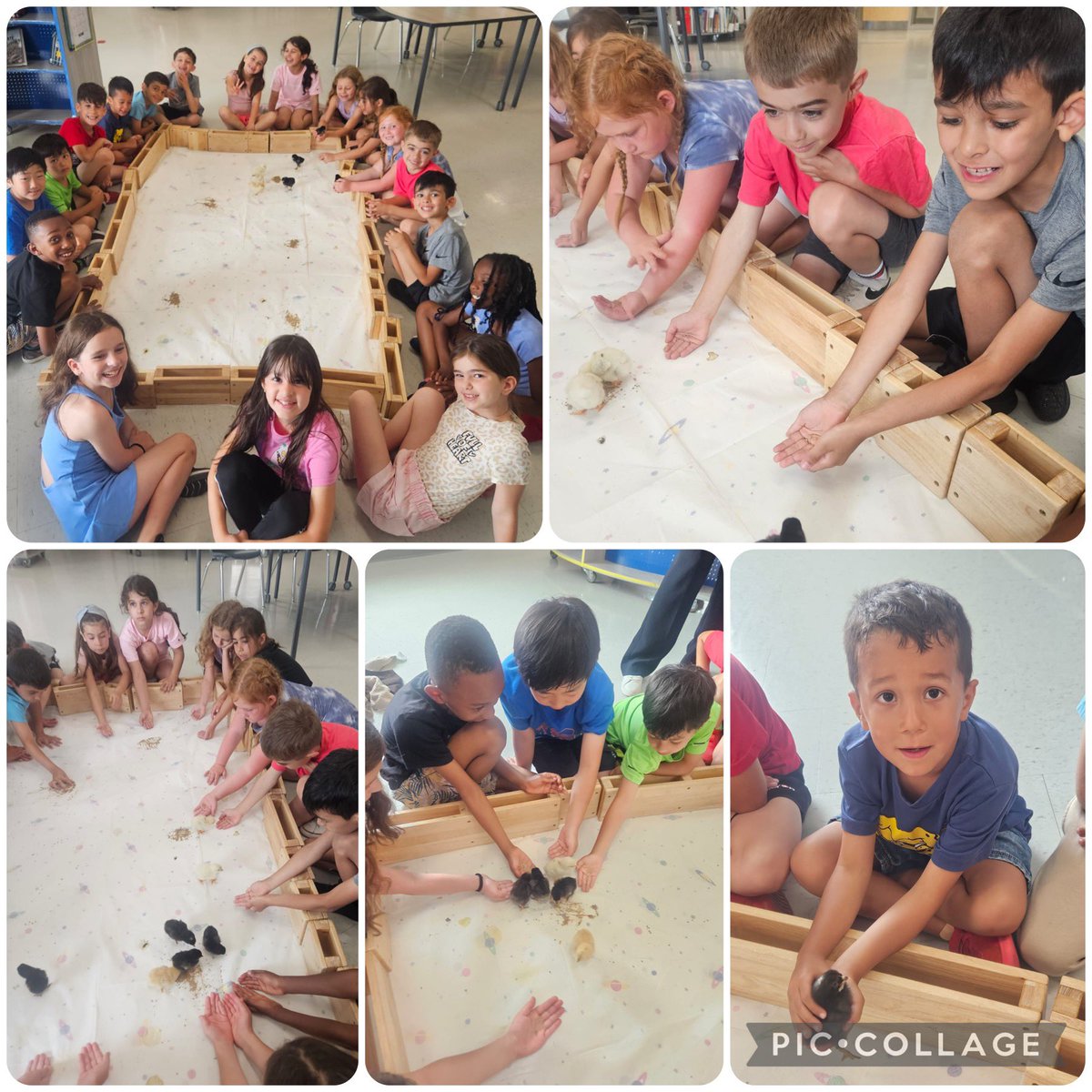 We were so lucky over the last few weeks to be able to watch chick eggs in the warmer, try to look inside with a flashlight and then get to meet them once they hatched. Thanks to <a href="/KanyoMs/">Ms. Kanyo</a> for this awesome experience! <a href="/SMCDSB_SCH/">St. Charles C.S.</a>