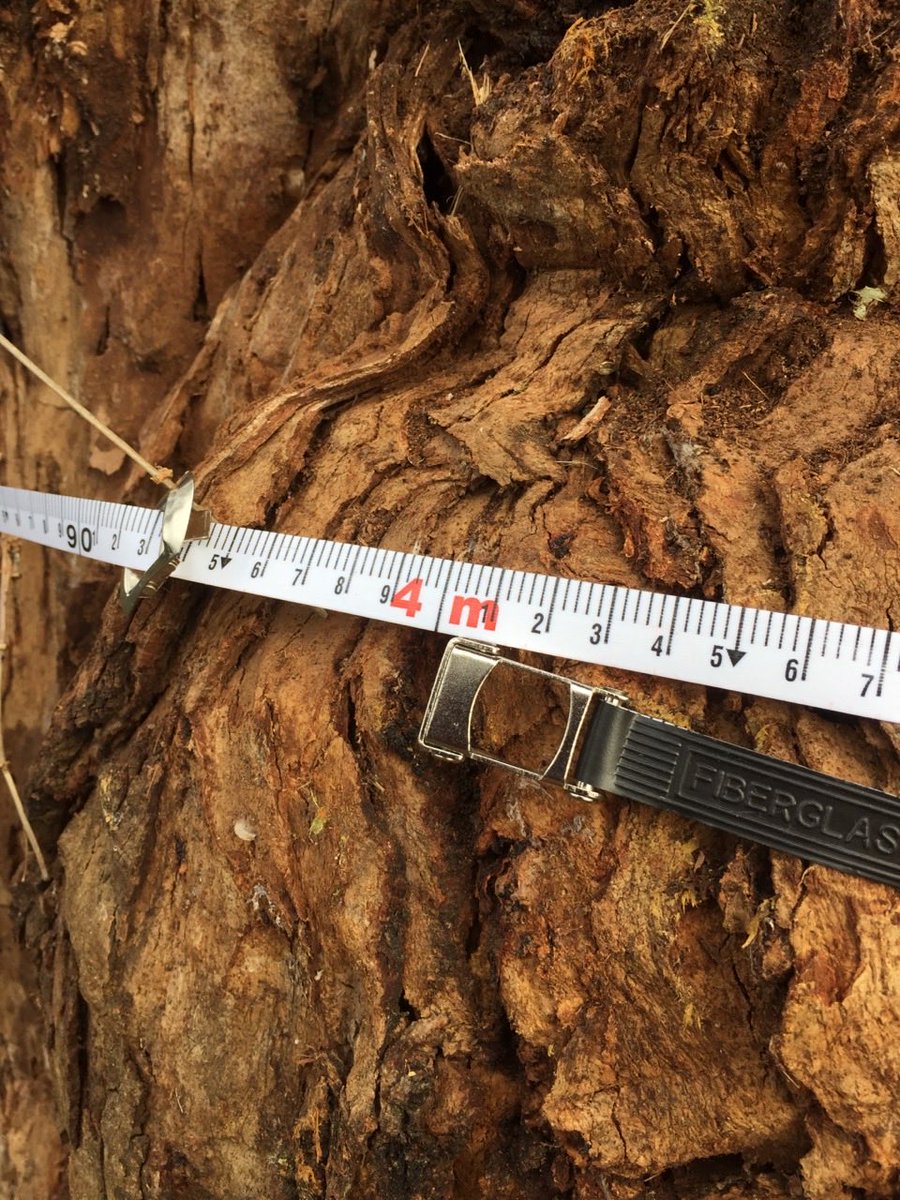 JimShugg's tweet photo. Desperate community members are sending me pics and measurements of big old eucalypts about to be removed along the Strzelecki Hwy at Delburn.  A tragic situation that epitomises the shambolic condition of public administration in this State.. https://t.co/9Ht4UsIyJT