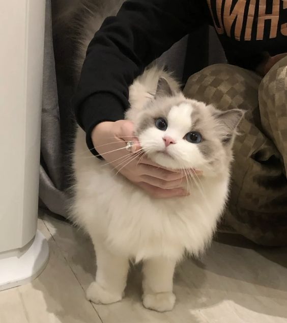 cutestscats's tweet photo. https://t.co/No1rPrtB3A