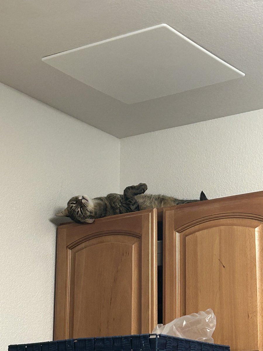 PicsofPedro's tweet photo. New sleeping spot unlocked https://t.co/aZPl4FJkzr