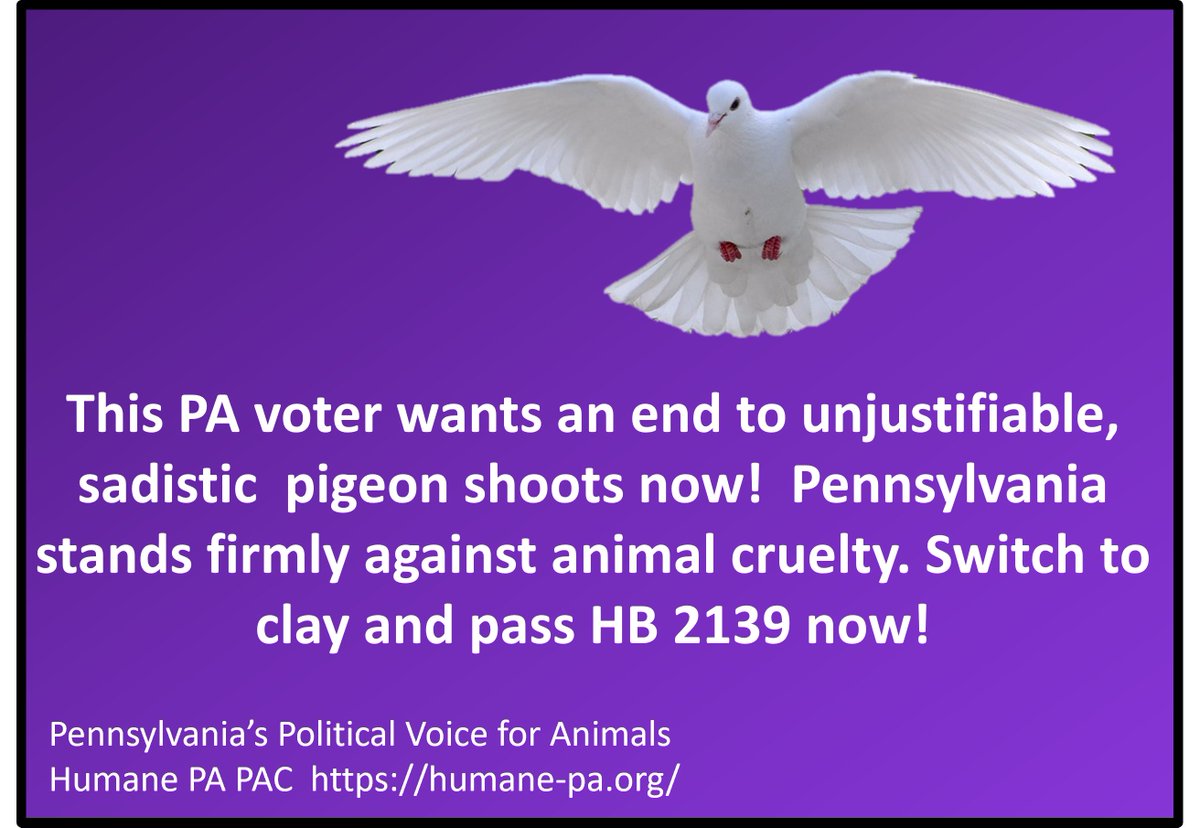 HumanePA's tweet photo. PA voters want an end to unjustifiable, sadistic pigeon shoots now! Pennsylvania stands firmly against animal cruelty. Switch to clay and pass HB 2139 now!
Take action easily here: https://t.co/ve4jXZAjTM
#StopPigeonShoots #HB2139 https://t.co/Sa8ceqI8en