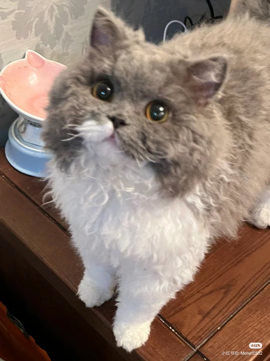 nocontextscats tweet picture