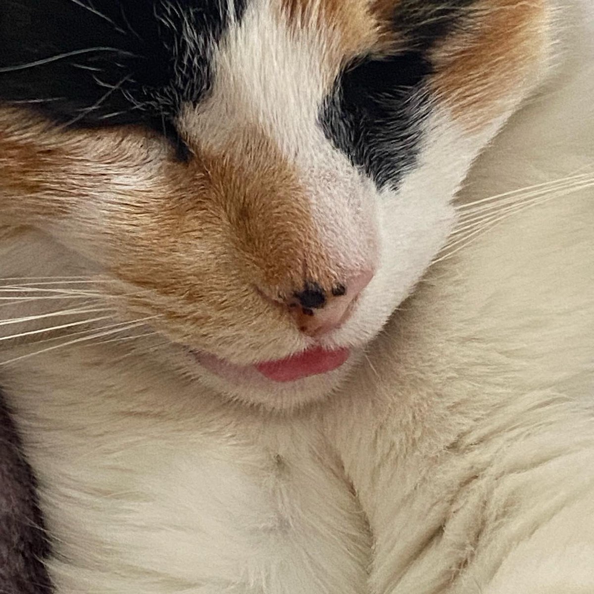 charmander 🌈 ♥️ tweet media