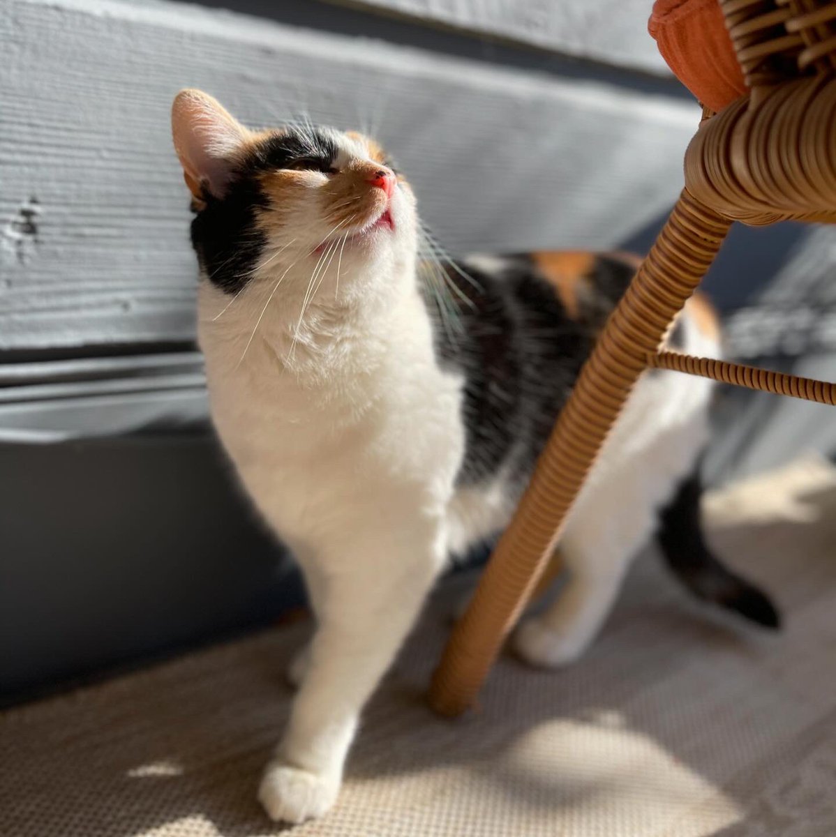 charmander 🌈 ♥️ tweet media