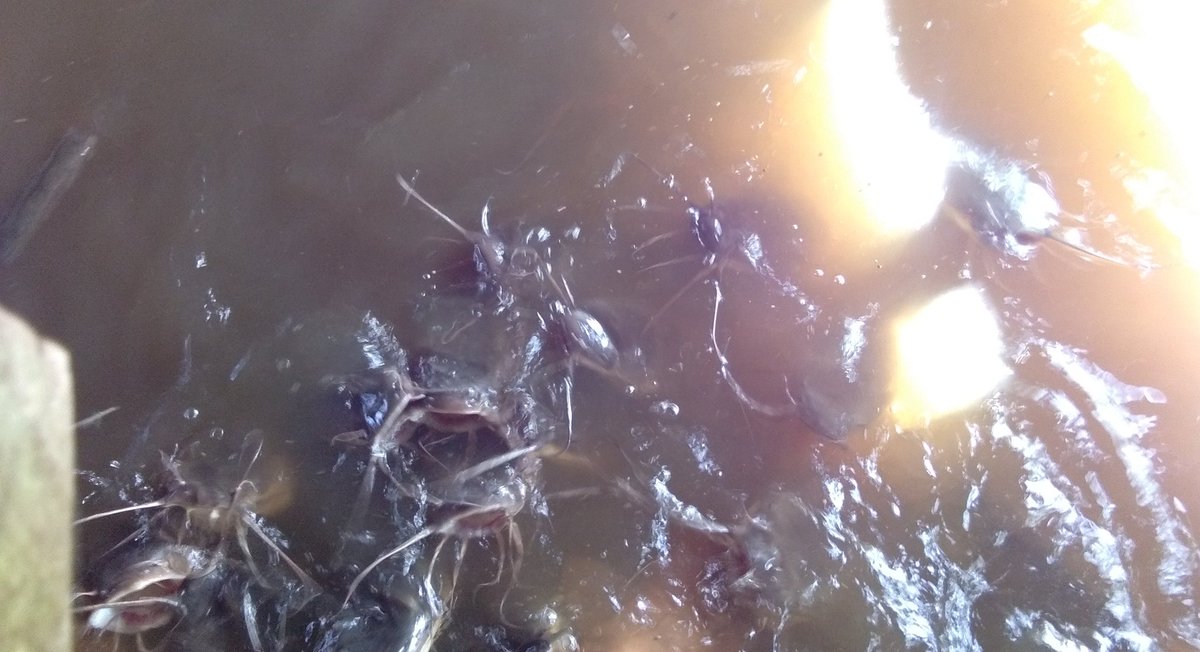 MustariPin4811's tweet image. Mustari luhkan Kabupaten Melawi, panen ikan lele sebanyak 20 kg harga perkilo Rp 30.000 di kelompok sawah longsat desa bina karya
#giatluhkan satminkal tegal
#bppsdm_kp
#luhlapor