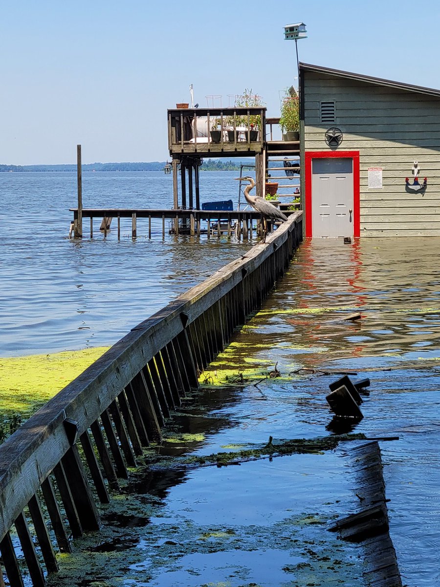 PerkyTexan's tweet photo. @wfaaweather Yeah, our poor dock and walkway at Lake Palestine are drowning. 🥺 https://t.co/JSW7zCk6jb