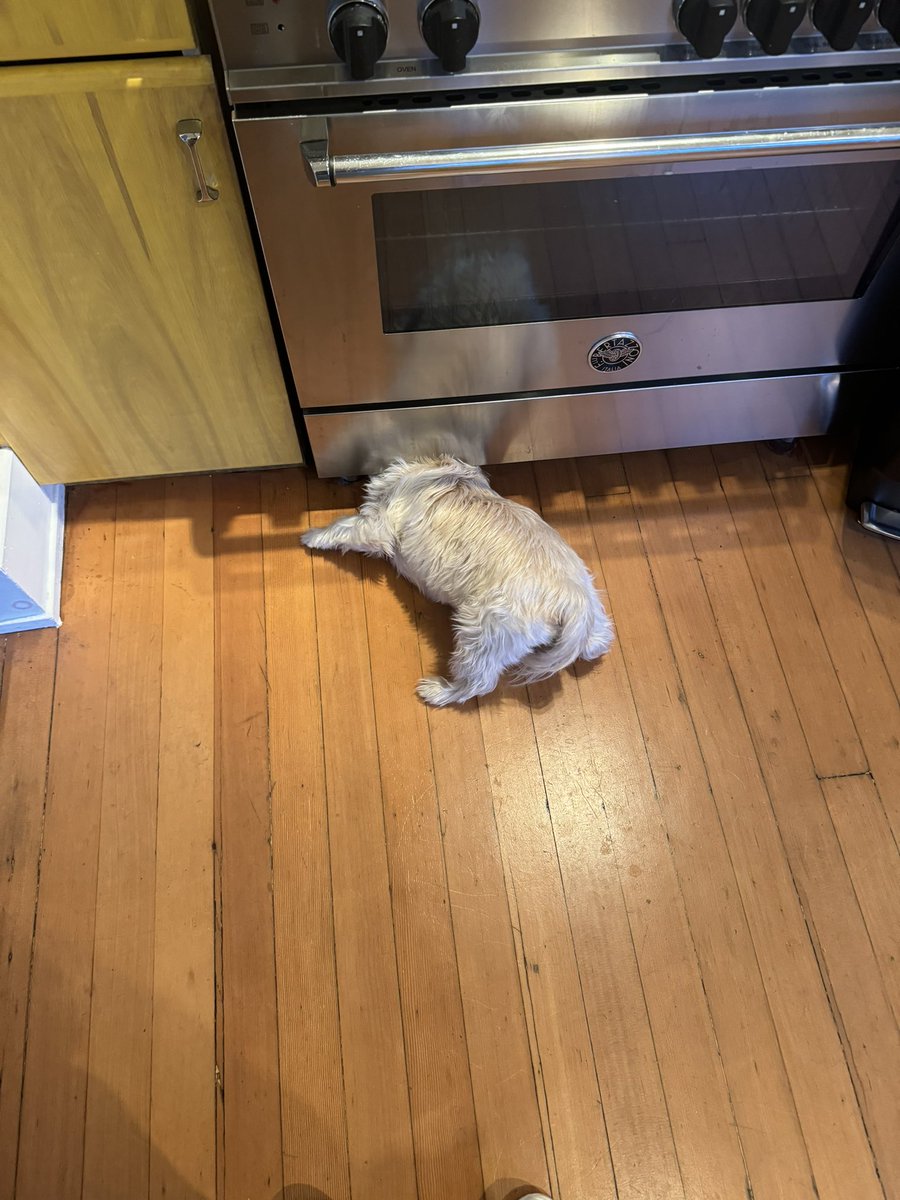 kenzianidiot's tweet photo. absolutely iconic reaction to shredded cheese falling under the oven https://t.co/j6ESKpoSez