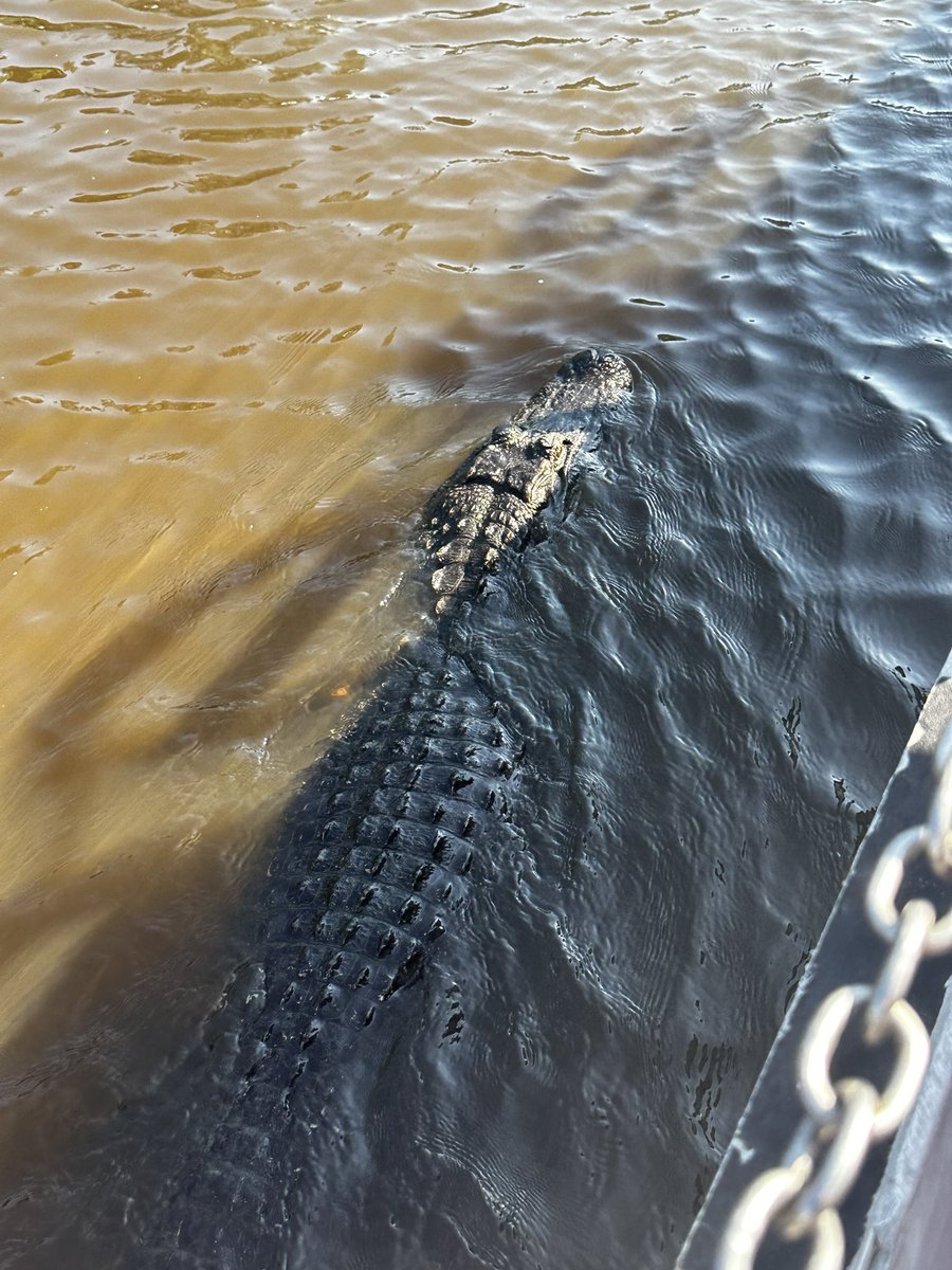 Seeing gators with coworkers today was a blast