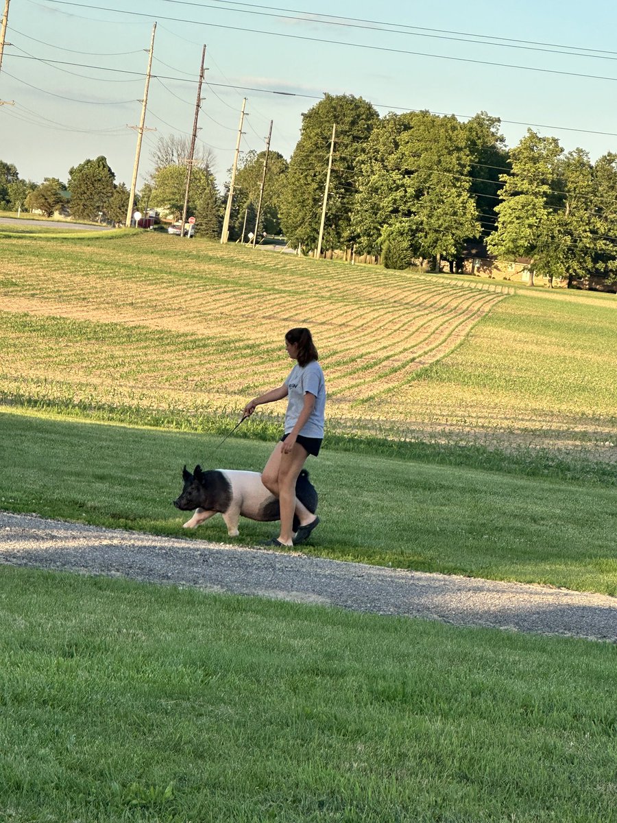 My after-basketball workout. Taking my favorite pig on her nightly walk…last year of my 4H career starts in two weeks!! 🍀 😭
