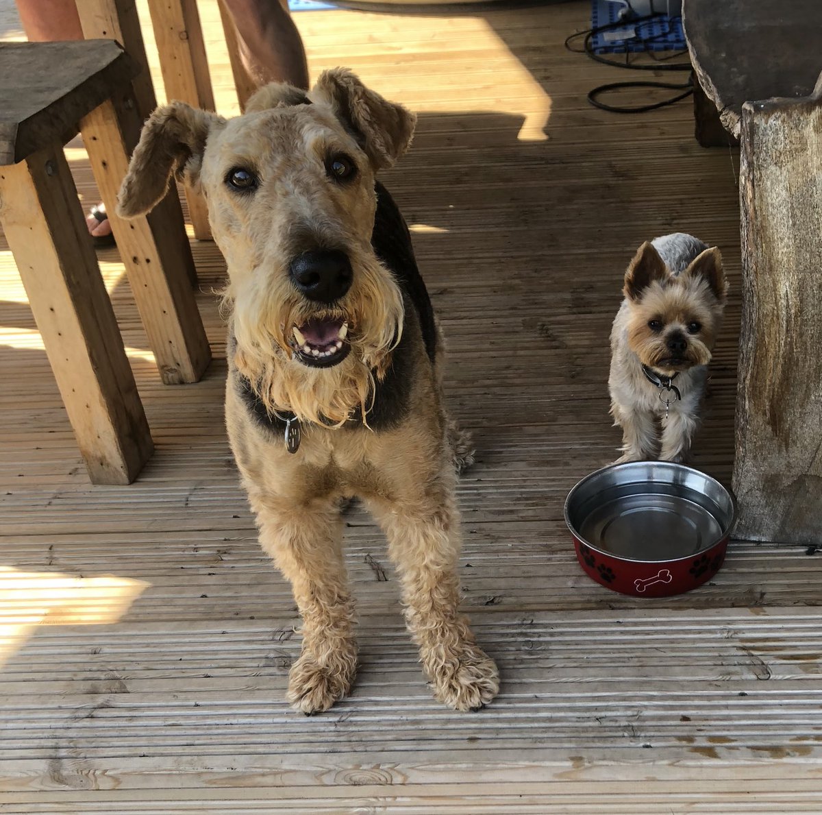 karenjones83's tweet photo. Tom with us and his Clare ❤️ Molly &amp; Tommy the best Yorkshire terrier. An anniversary i never wanted I loved Tom so much. I hope he knew, think he did 💕  #sounditout #tombutchart the most gorgeous, funniest, kindest and loved man I was lucky to be his sister-in-law &amp; pal 💕 https://t.co/HQzXbOkakW
