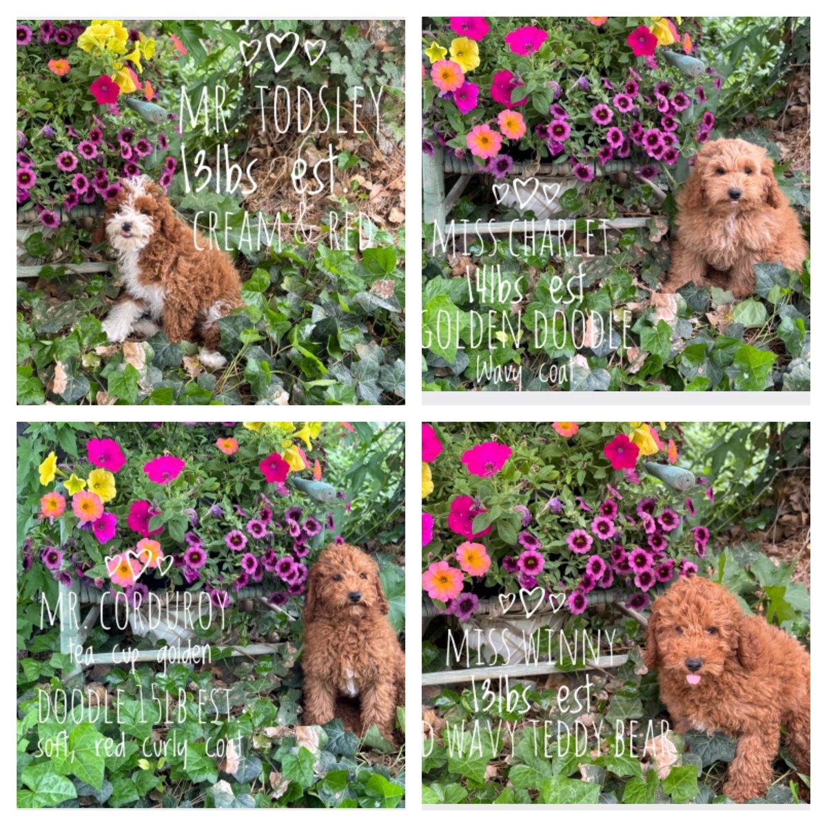 doodles4love's tweet image. Its time for a little joy in your life!@doodles4love #micro #goldendoodlepuppies #availablepuppies #joy #lifebegins