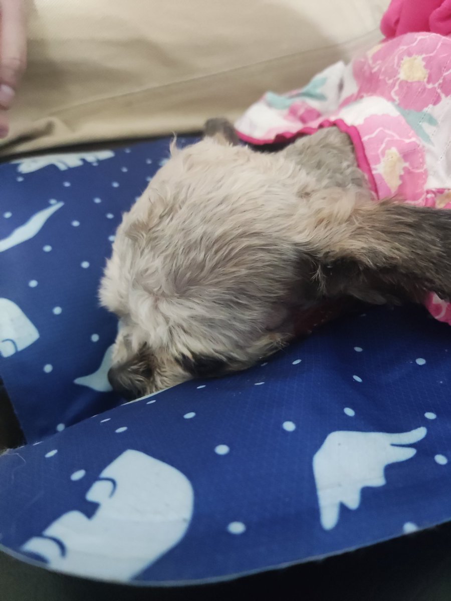 ervinjamesc's tweet photo. Chewy... https://t.co/6Un4keHOKE