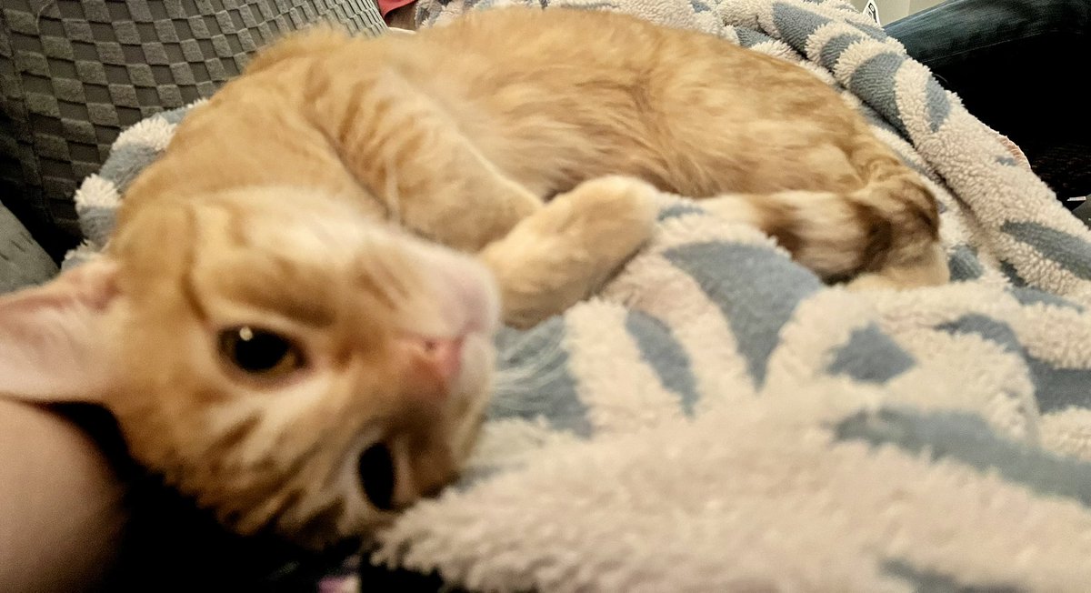 The Dread Cat Mister tweet media