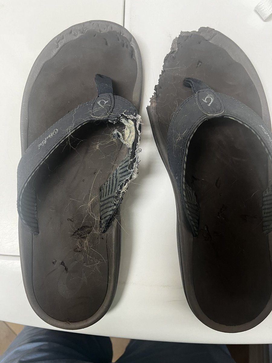 lee_whitaker's tweet photo. Hey @olukai I love my new Ohana sandals. Apparently so does my puppy! 😢 https://t.co/TIotAwbLkN