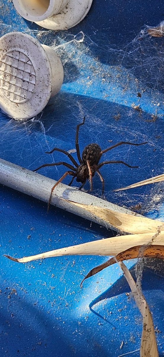 miggmart's tweet photo. @Arachno_Cosas hola, esa arañita salio en Columbia británica. Mi esposa la quiere eliminar, que le podemos decir para evitarlo? https://t.co/nhRU4BcKgS