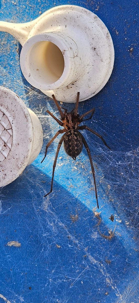 miggmart's tweet photo. @Arachno_Cosas hola, esa arañita salio en Columbia británica. Mi esposa la quiere eliminar, que le podemos decir para evitarlo? https://t.co/nhRU4BcKgS