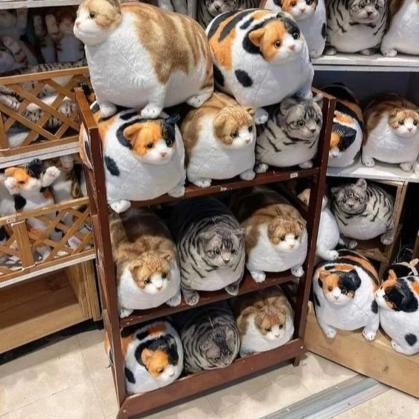 Punch Cat tweet media