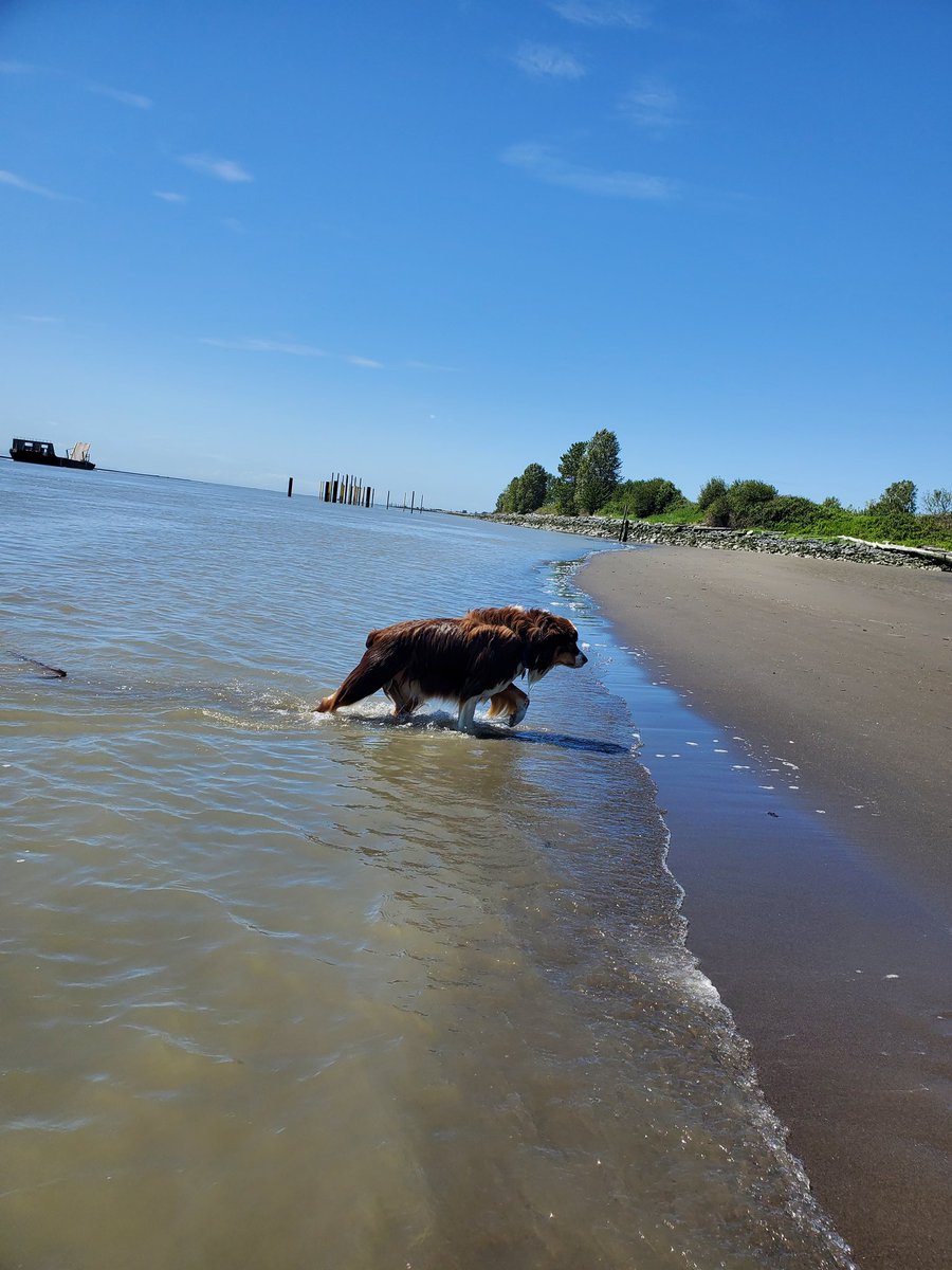 The first mammal emerges from the sea