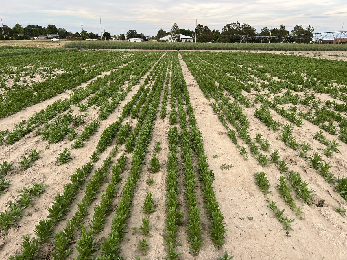 Dipak Santra tweet media