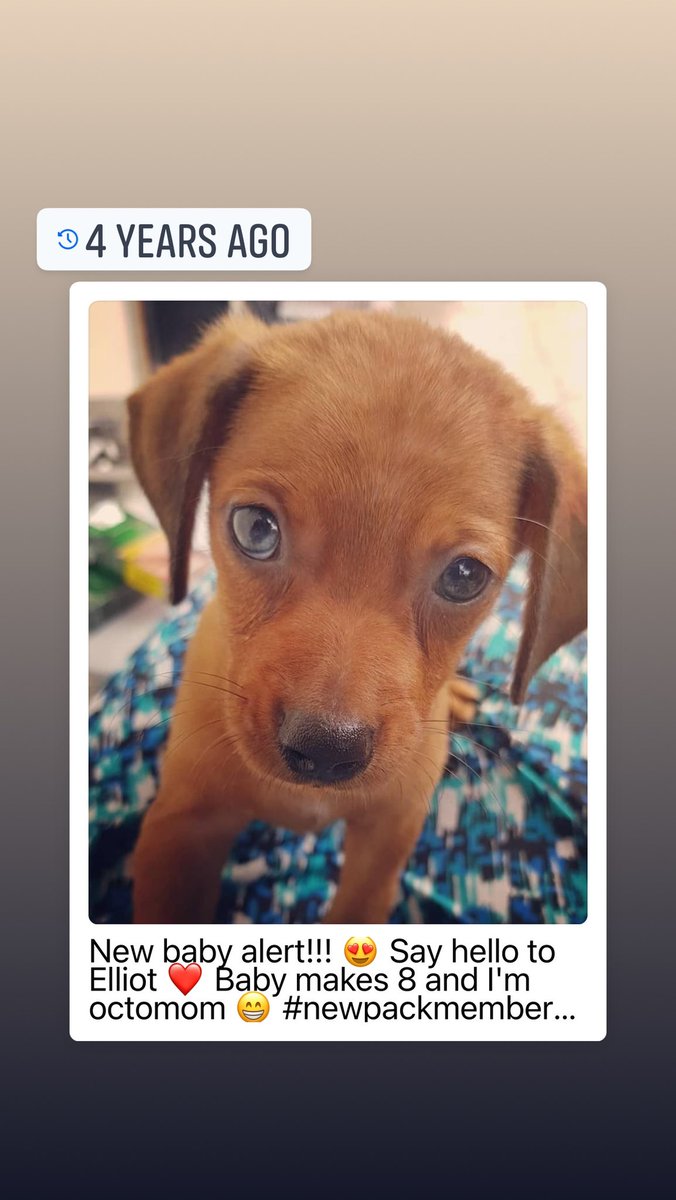 marilesgp's tweet photo. Happy Gotcha Day, Elliot! https://t.co/b3l8gWPR8I