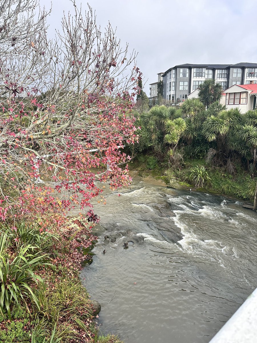 Pavi90568660's tweet photo. June ❤️❤️First month of winter #nz #auckland https://t.co/bOQxVeUatV
