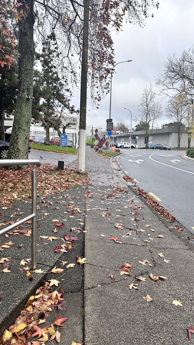 Pavi90568660's tweet photo. June ❤️❤️First month of winter #nz #auckland https://t.co/bOQxVeUatV