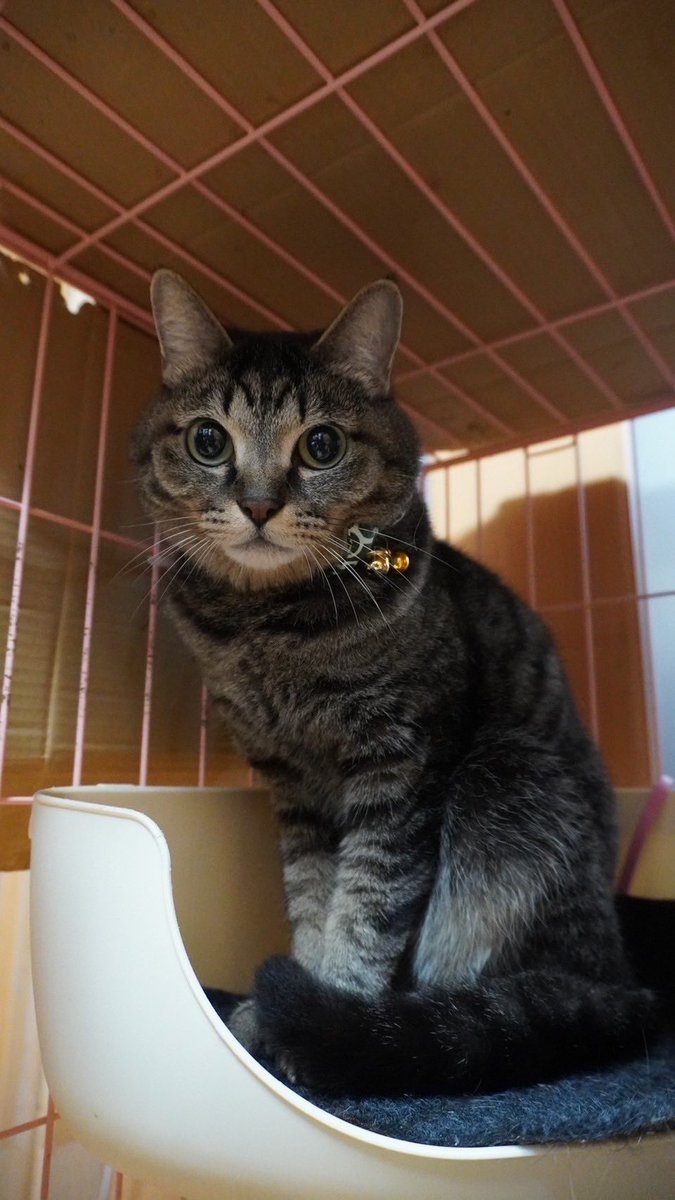 mokosouhina's tweet photo. うちの息子の友達のお家から猫ちゃんが逃げ出しもう捜索して3ヶ月たってるけどまだみつからないみたいで皆様拡散リポストよろしくお願いします🙏🏻 ⟡.·

 #京都市南区  #東寺東側  #迷い猫 
#キジ猫   #耳カットなし #首輪なし 
 #去勢済み https://t.co/U53P8aU0n9
