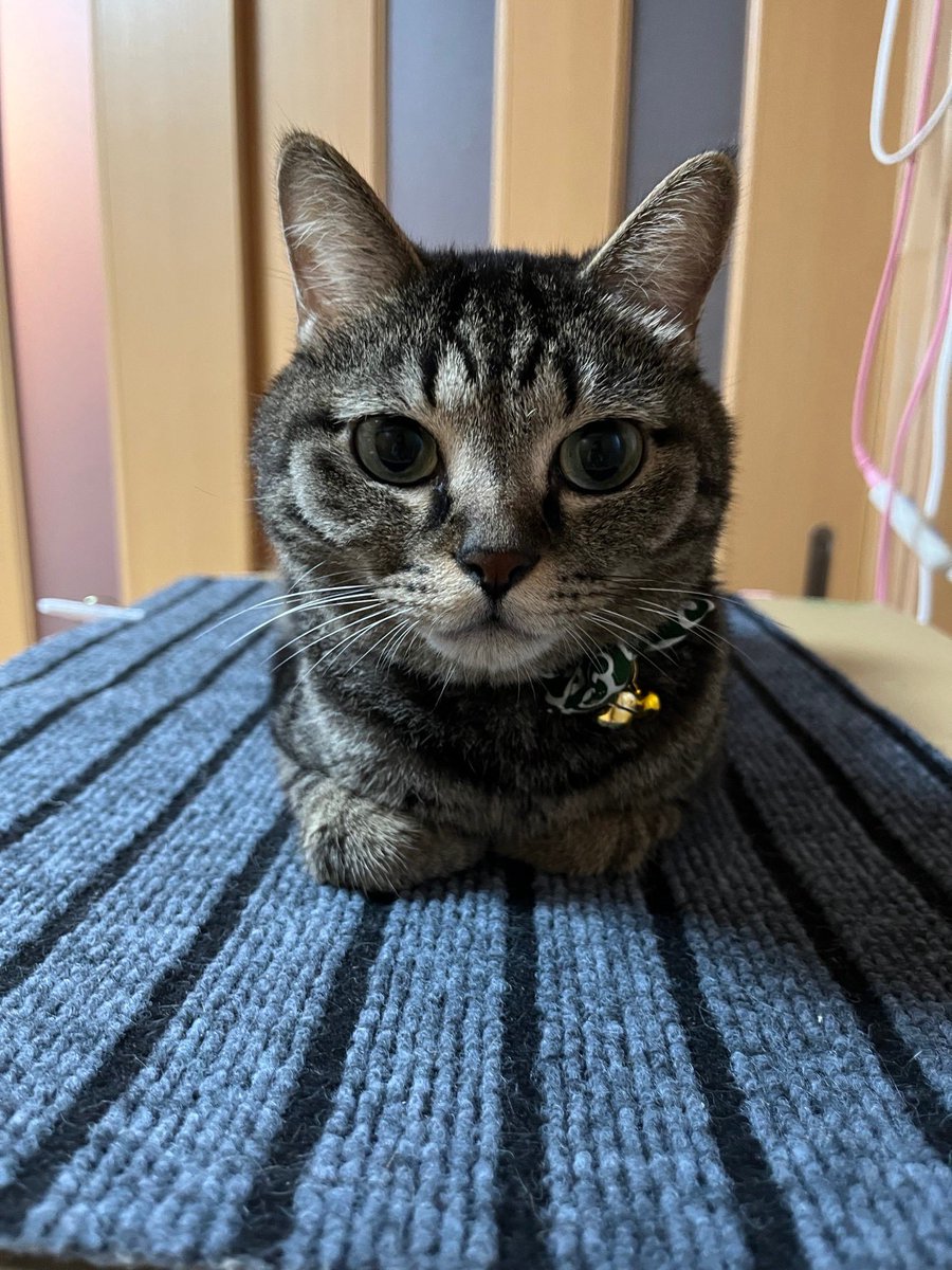 mokosouhina's tweet photo. うちの息子の友達のお家から猫ちゃんが逃げ出しもう捜索して3ヶ月たってるけどまだみつからないみたいで皆様拡散リポストよろしくお願いします🙏🏻 ⟡.·

 #京都市南区  #東寺東側  #迷い猫 
#キジ猫   #耳カットなし #首輪なし 
 #去勢済み https://t.co/U53P8aU0n9