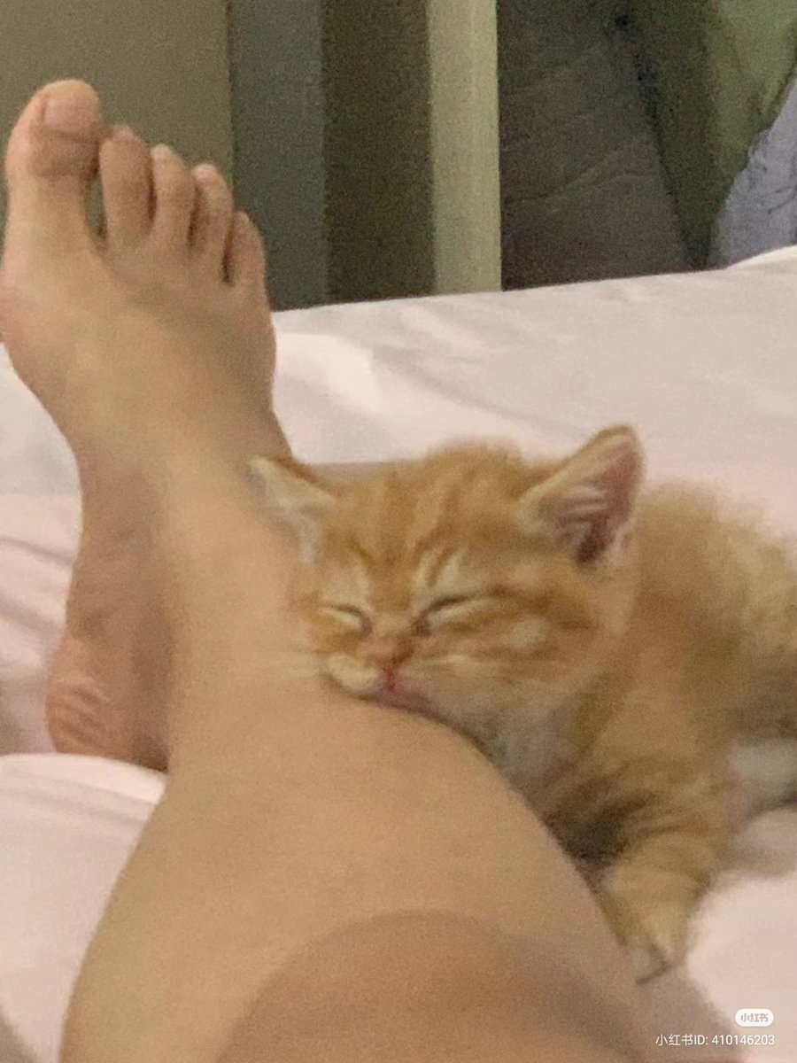 No Context Cats tweet media