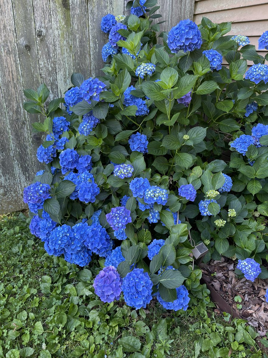 JonathanPermar's tweet photo. @kinghistorycchs I’ve been loving how vibrant ours are this year! Hydrangeas for the win! https://t.co/rhbEuA7T80