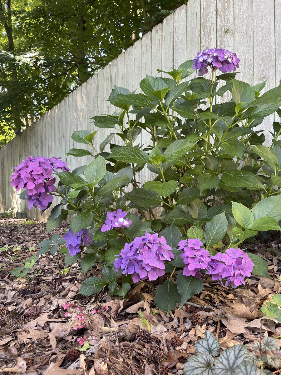 JonathanPermar's tweet photo. @kinghistorycchs I’ve been loving how vibrant ours are this year! Hydrangeas for the win! https://t.co/rhbEuA7T80