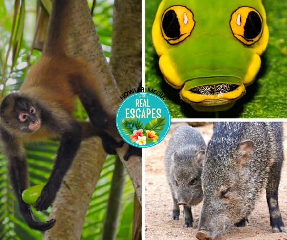 Terry Lee Carlile tweet media