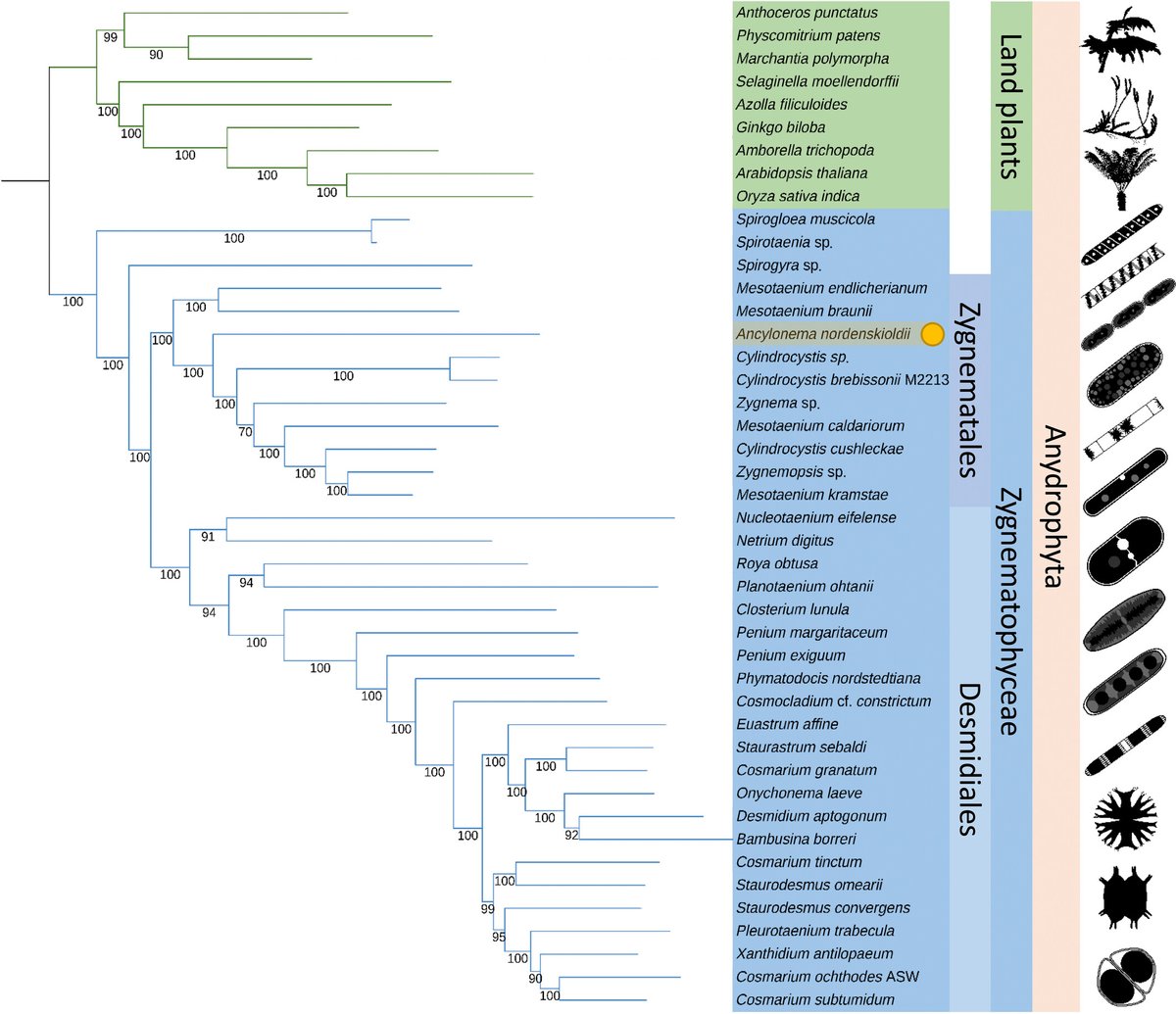 New Phytologist (@newphyt) on Twitter photo Genome-scale data of glacier algae elucidates streptophyte evolution on ice and land
Bowles et al. <a href="/_AlexBowles/">Alex Bowles</a> <a href="/tweethinking/">Tom Williams (tweethinking.bsky.social)</a> <a href="/glpcjd/">Phil Donoghue</a> <a href="/MicroLabBristo1/">MicroLab@Bristol</a>
📖 ow.ly/Ub9O50SaASZ Genome-scale data of glacier algae elucidates streptophyte evolution on ice and land
Bowles et al. <a href="/_AlexBowles/">Alex Bowles</a> <a href="/tweethinking/">Tom Williams (tweethinking.bsky.social)</a> <a href="/glpcjd/">Phil Donoghue</a> <a href="/MicroLabBristo1/">MicroLab@Bristol</a>
📖 ow.ly/Ub9O50SaASZ
