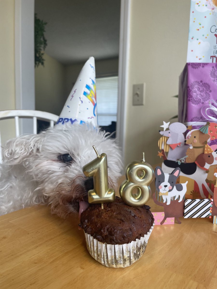 peemail's tweet photo. 🎉🥳Today waz our special birfday pawty! 🎈🎁 Pia celebrated her 17th wif us too since we not know her birfdate, just year🤷🏻‍♀️We had carrot cake wif peanut butta &amp; honey!😋Fankz fur makin our day so special &amp; fur being our wonderful palz!🎂💕We wuv yoo vewy muches!🎉🥳🎈🎊🎁 https://t.co/GtxSLocWWn