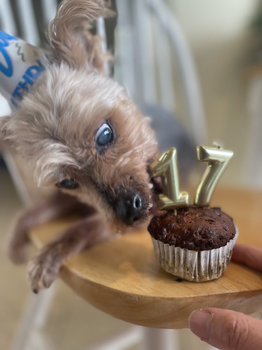 peemail's tweet photo. 🎉🥳Today waz our special birfday pawty! 🎈🎁 Pia celebrated her 17th wif us too since we not know her birfdate, just year🤷🏻‍♀️We had carrot cake wif peanut butta &amp; honey!😋Fankz fur makin our day so special &amp; fur being our wonderful palz!🎂💕We wuv yoo vewy muches!🎉🥳🎈🎊🎁 https://t.co/GtxSLocWWn