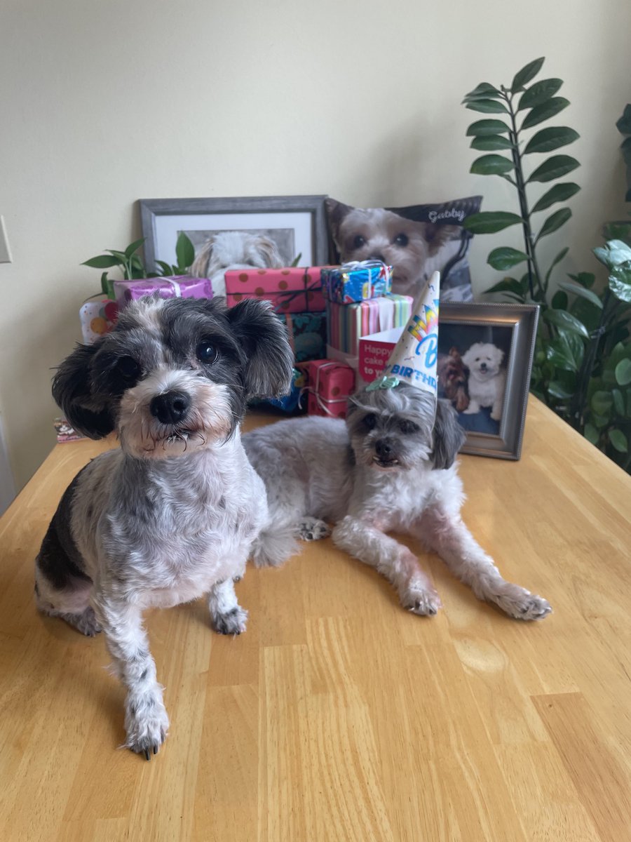 peemail's tweet photo. 🎉🥳Today waz our special birfday pawty! 🎈🎁 Pia celebrated her 17th wif us too since we not know her birfdate, just year🤷🏻‍♀️We had carrot cake wif peanut butta &amp; honey!😋Fankz fur makin our day so special &amp; fur being our wonderful palz!🎂💕We wuv yoo vewy muches!🎉🥳🎈🎊🎁 https://t.co/GtxSLocWWn