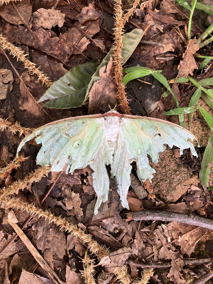 yuya.cockroach tweet media