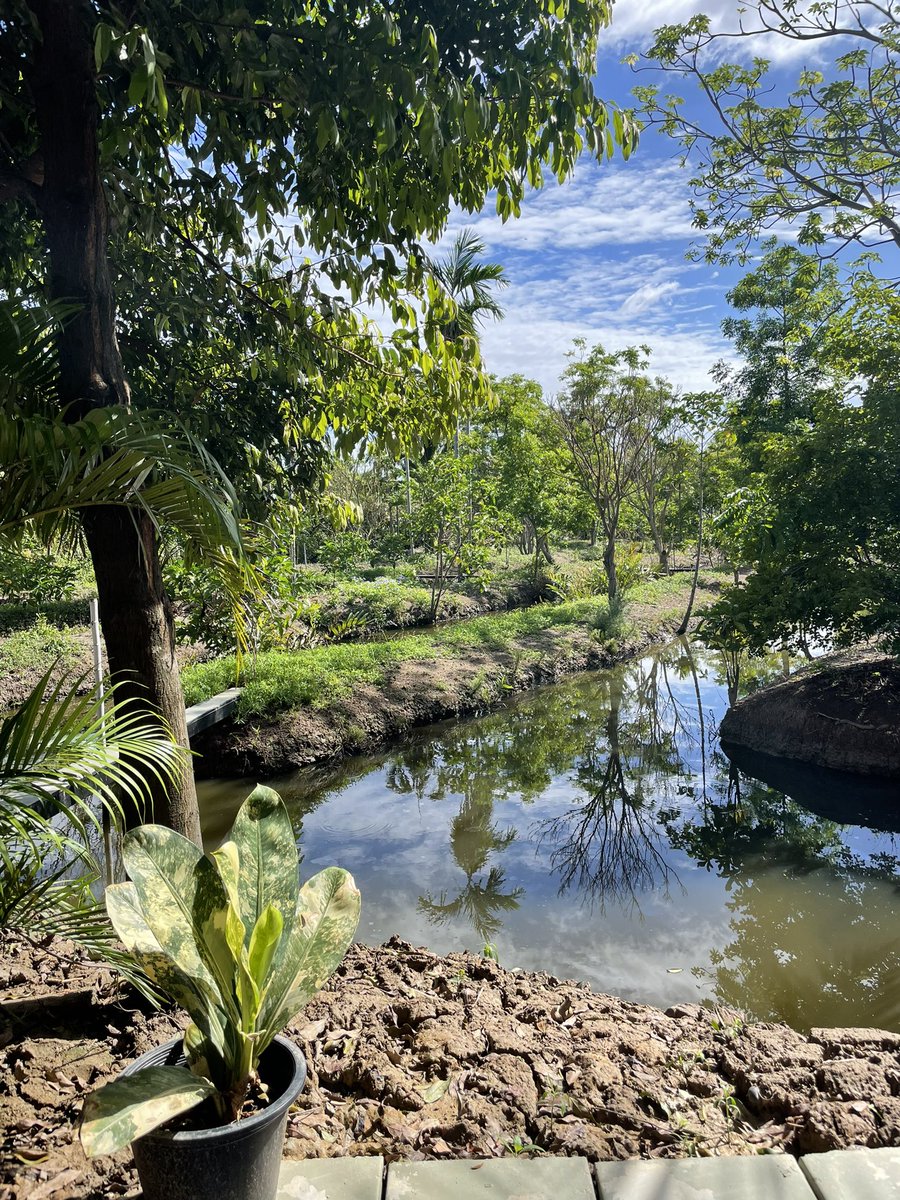 Jemma__RO's tweet photo. We spent a night at Bang Kachao and met heaps of cool lizards https://t.co/hte1UfzHkr