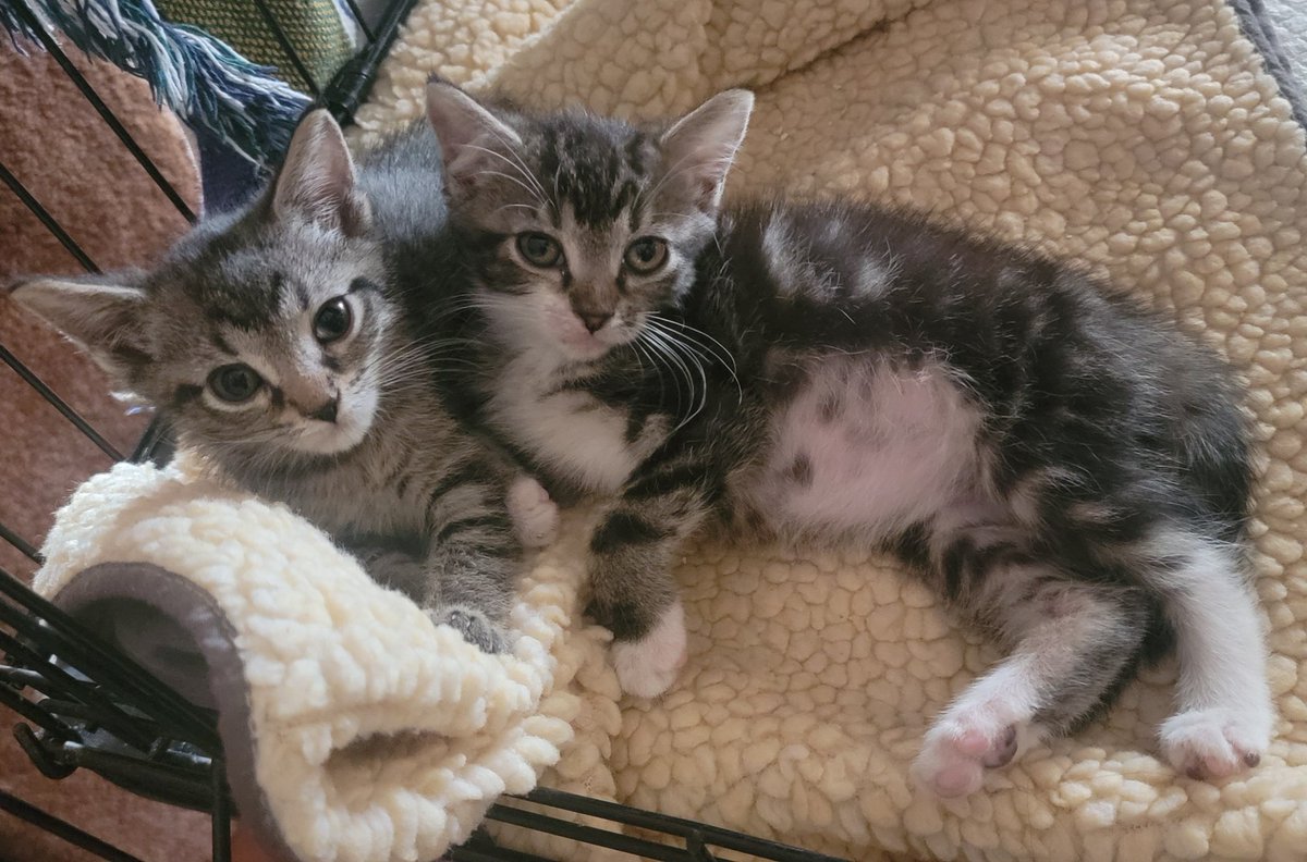 photocatkate's tweet photo. I'm babysitting some kittens until Saturday and they are cutie pies! #foreverfortunatefelines https://t.co/wQnokhnaiz