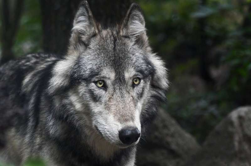 <a href="/wawildlifefirst/">wawildlifefirst</a> Even if you prefer not to testify, please still plan to attend the  June 21 or 22 Commission meeting to be held in Vancouver, Washington.  We expect there to be a crowd demanding an end to wolf protections, so  your presence could make a big difference.