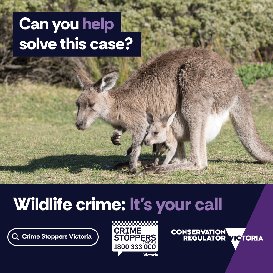 CrimeStopperVic's tweet photo. The Conservation Regulator needs your help after two eastern grey kangaroos were attacked by dogs in Lalor on 22 Dec 2023. 🦘 If you know anything, share anonymously. Learn more about the 'Wildlife Crime: It’s Your Call' campaign - https://t.co/HI1svph5Kt

#WildlifeProtection https://t.co/A0imvErpoZ