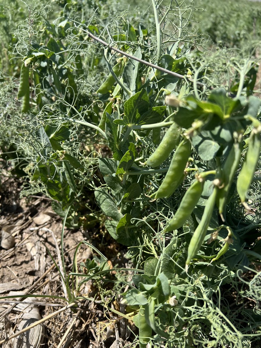 Dipak Santra tweet media