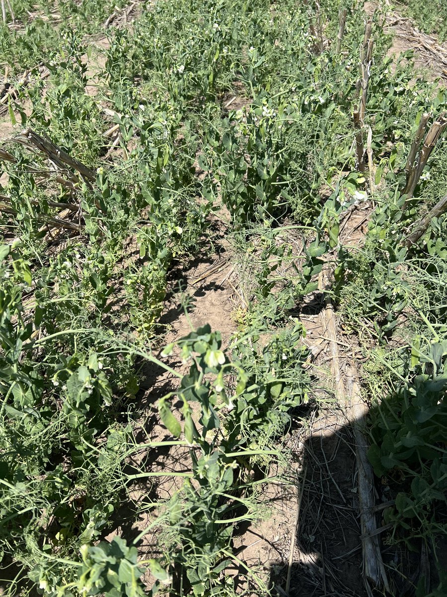 Dipak Santra tweet media