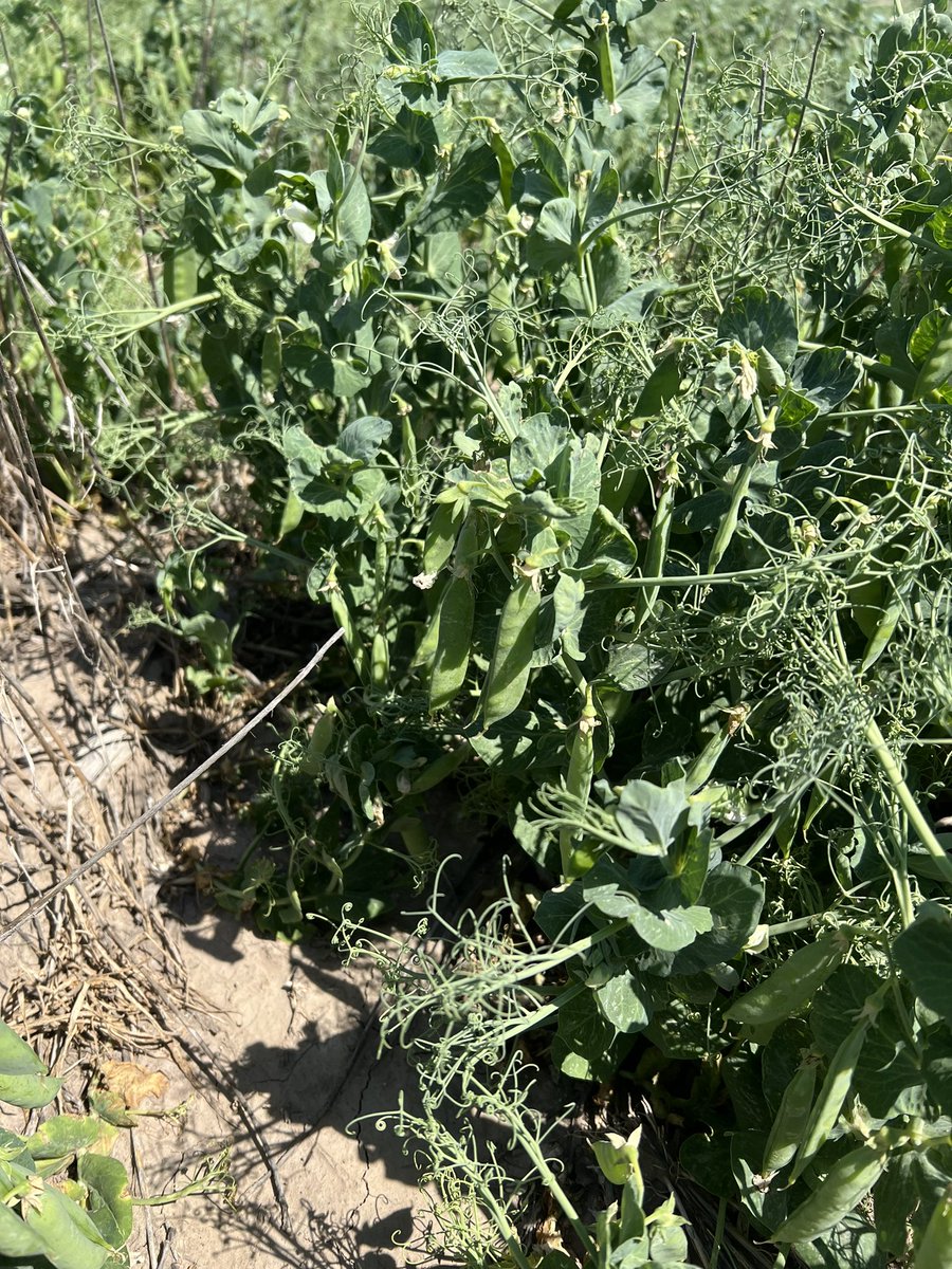 Dipak Santra tweet media