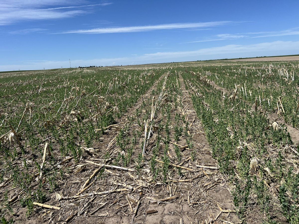 Dipak Santra tweet media